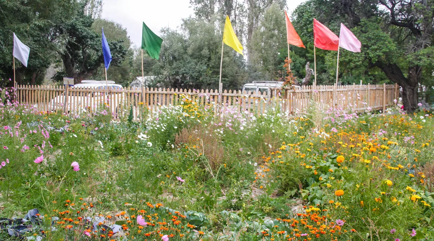 Apple Nubra- Swiss Tent and Resort