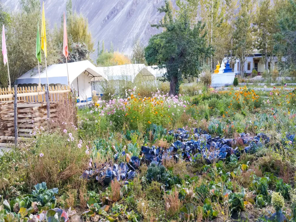 Apple Nubra- Leh Ladakh Tour Packages