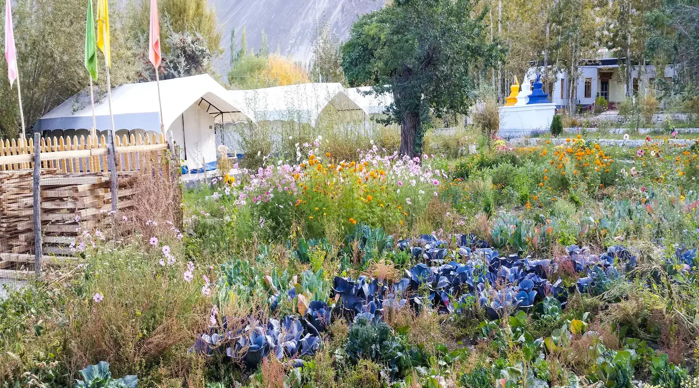 Swiss Tent Accommodation – Nubra Valley